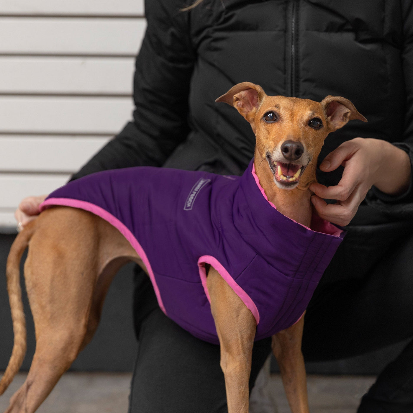 Dog wearing the Reversible Puffer Vest in pink and purple from Canada Pooch