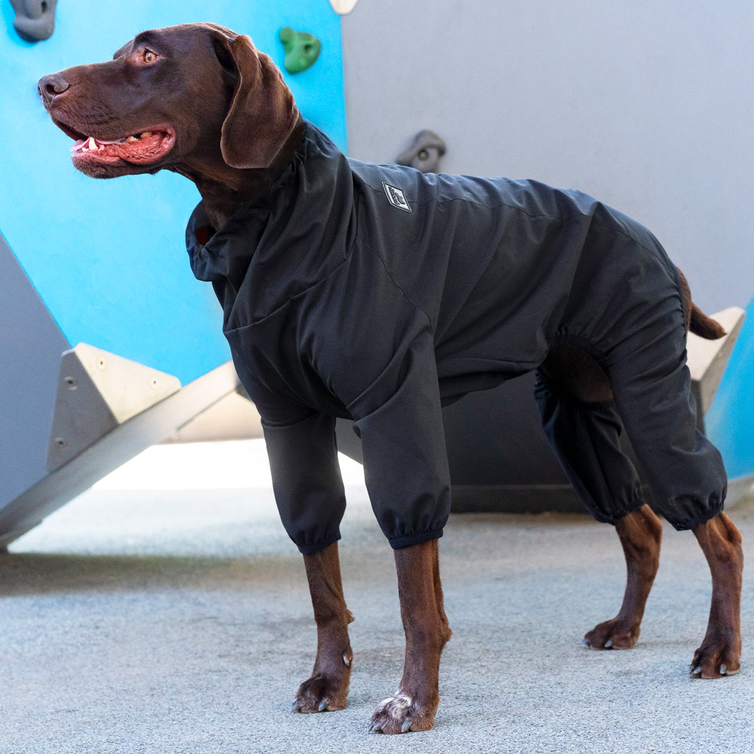 Dog wearing the Slush Suit in black from Canada Pooch