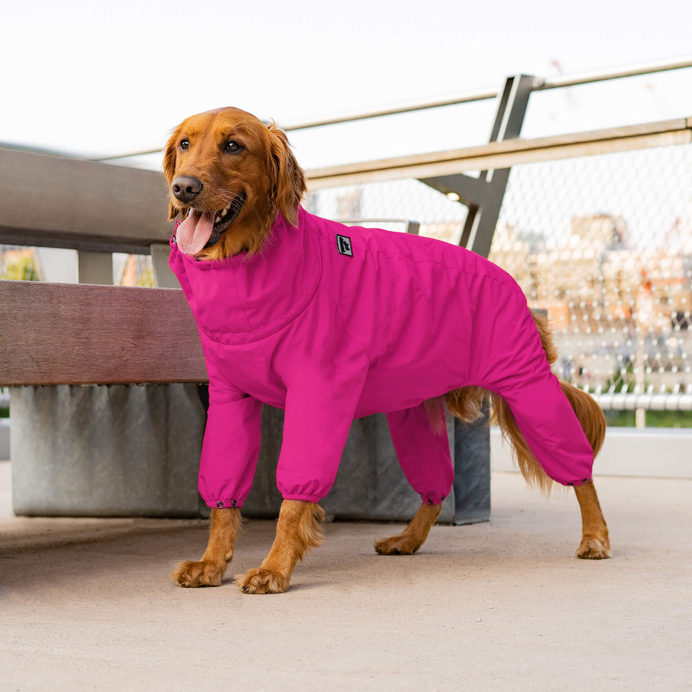 Do Dog Snow Suits Exist? A Comprehensive Guide to Canine Winter Wear