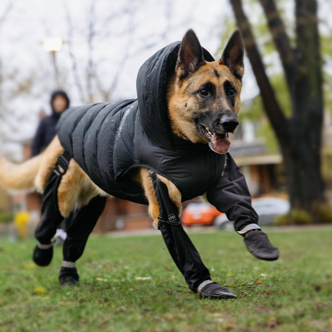 5 Tips for Cleaning and Caring for Your Dog’s Suspender Boots
