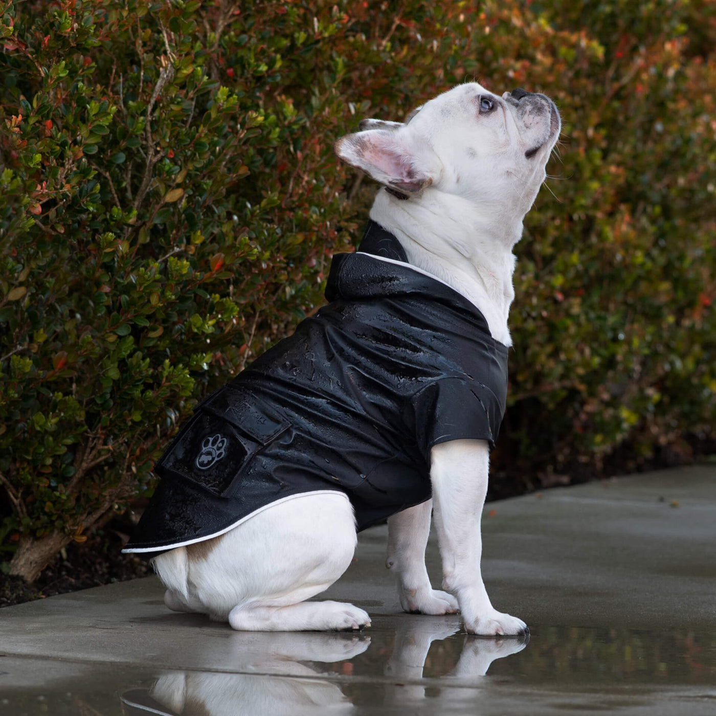 Small dog wearing the Torrential Tracker in black from Canada Pooch