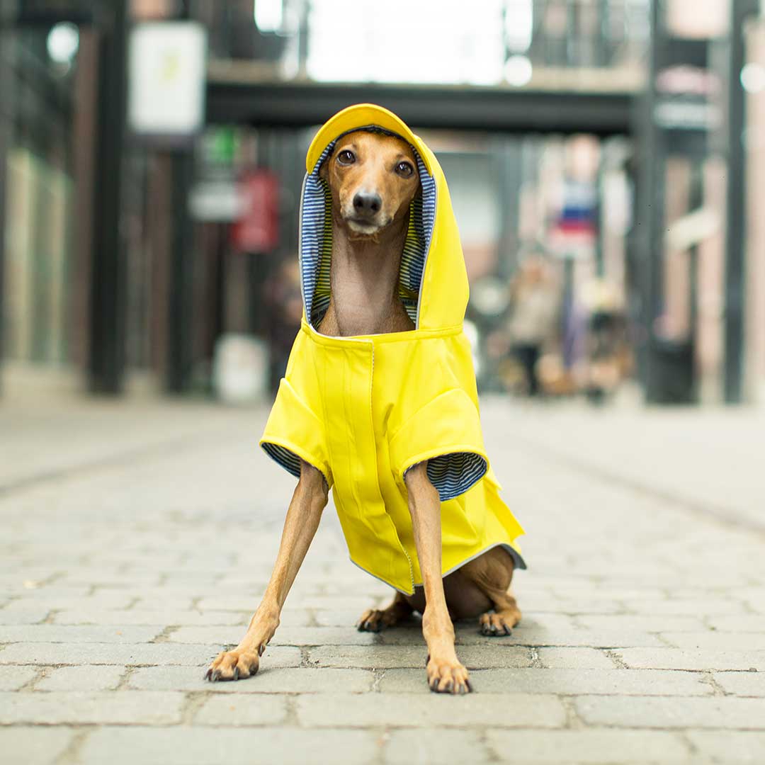 Prepare Your Dog for Rainy Days with a Dog Raincoat from Canada Pooch