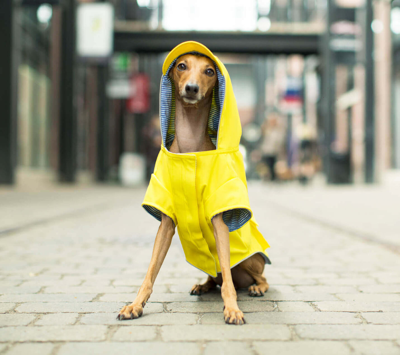 Unleashing the Benefits of Waterproof Dog Jackets and Raincoats