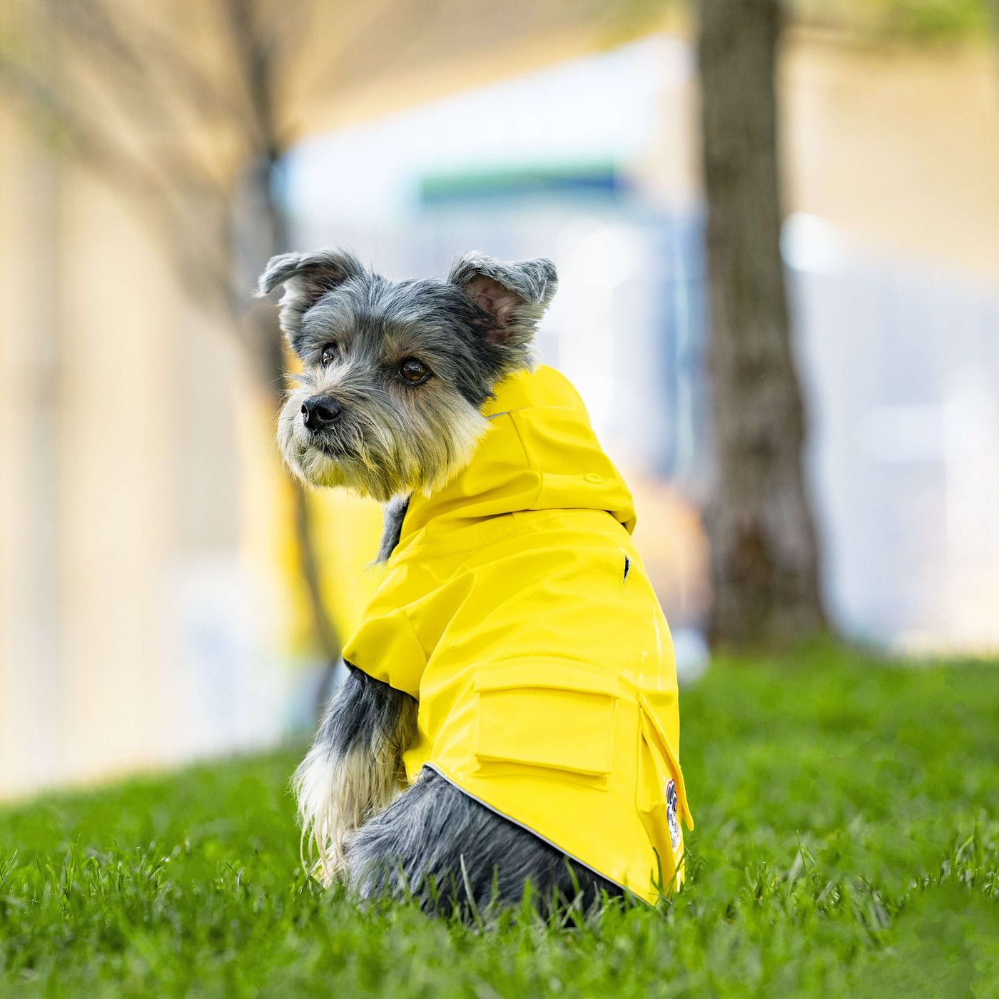 Do Dogs Need Raincoats?