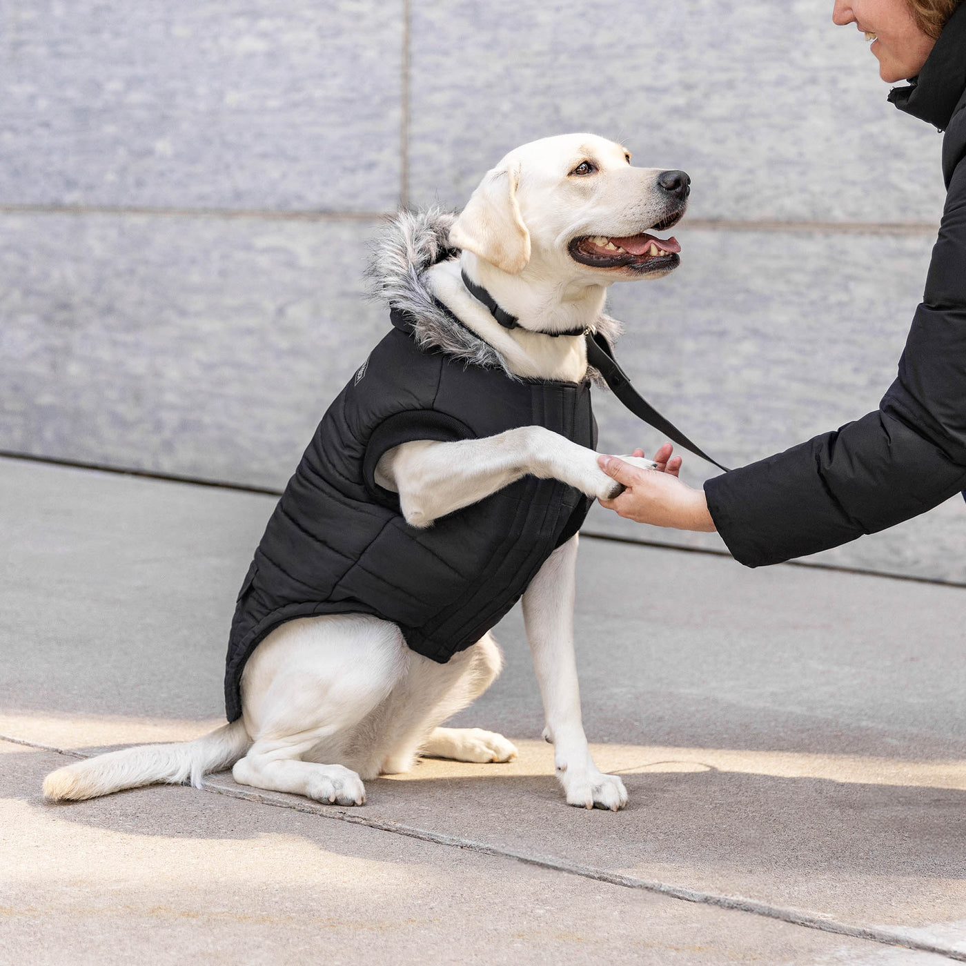 Dog wearing the True North Parka from Canada Pooch