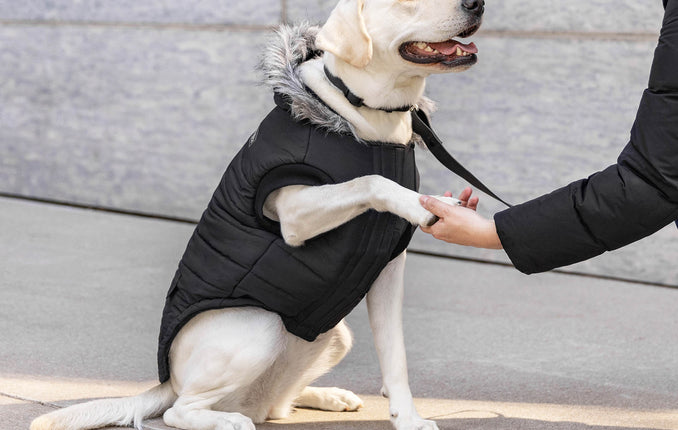how to dress your dog for winter 10 Easy Ways to Dress Your Dog for Winter