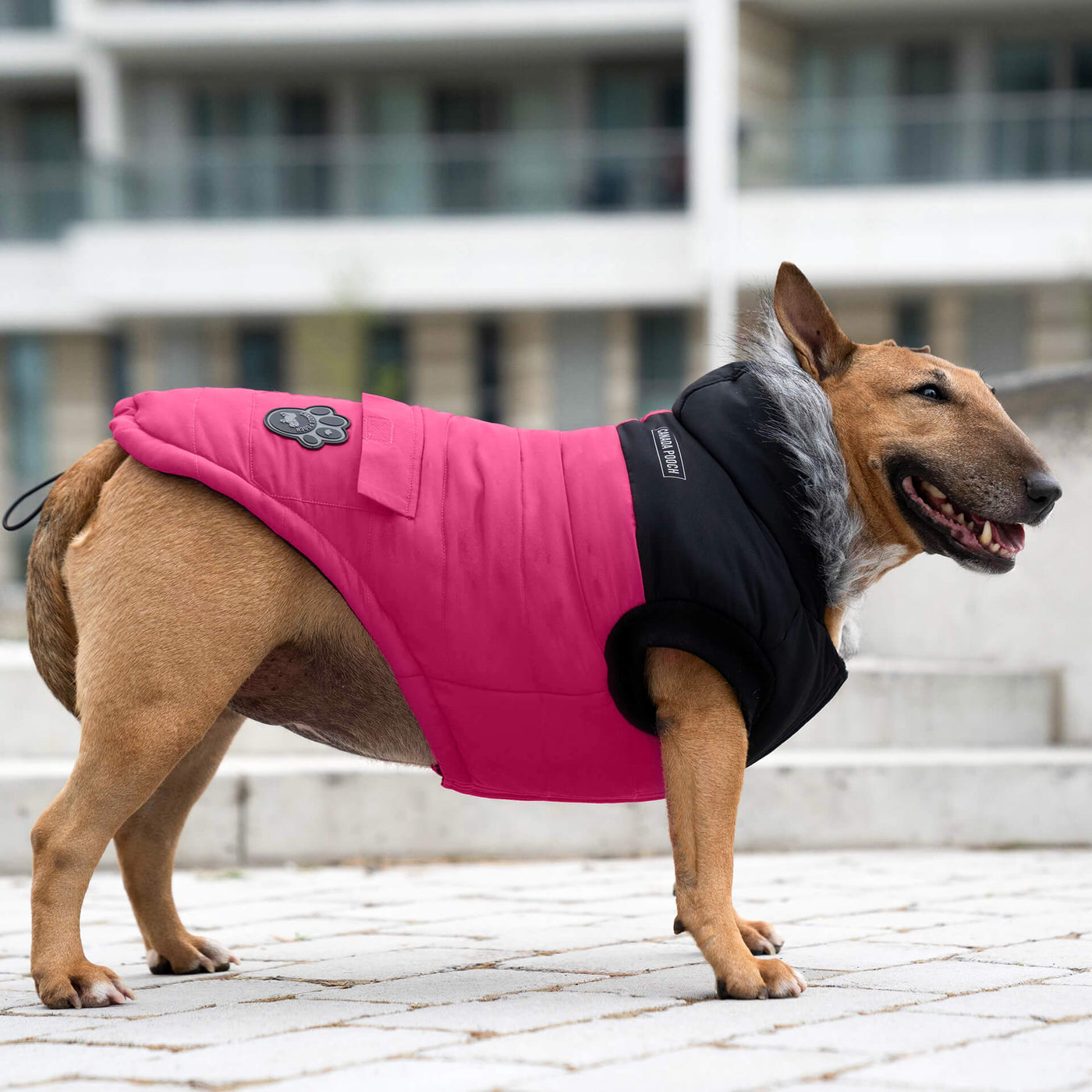 Dog wearing the Canada Pooch True North Parka in pink