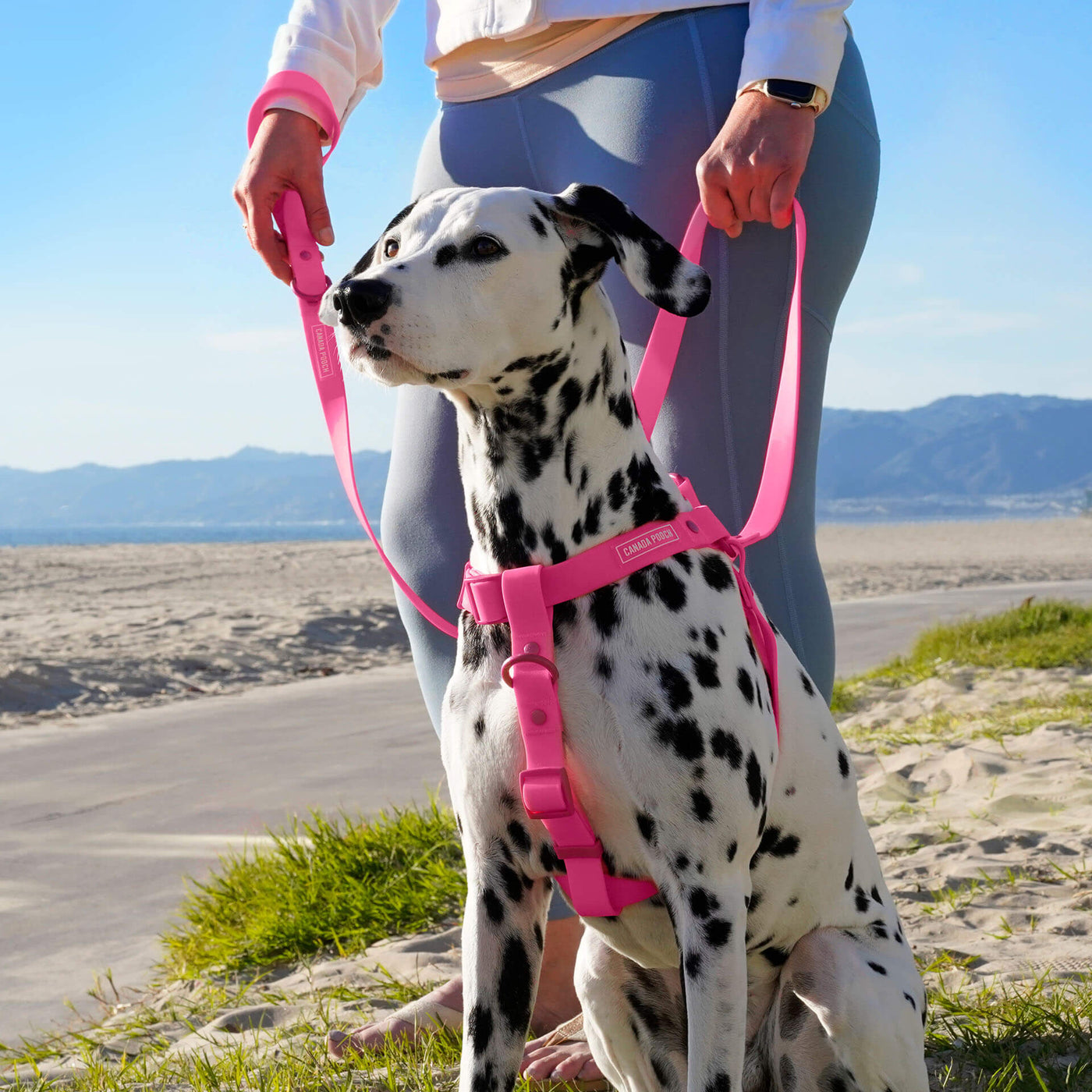 Large dog in the pink Waterproof Harness from Canada Pooch