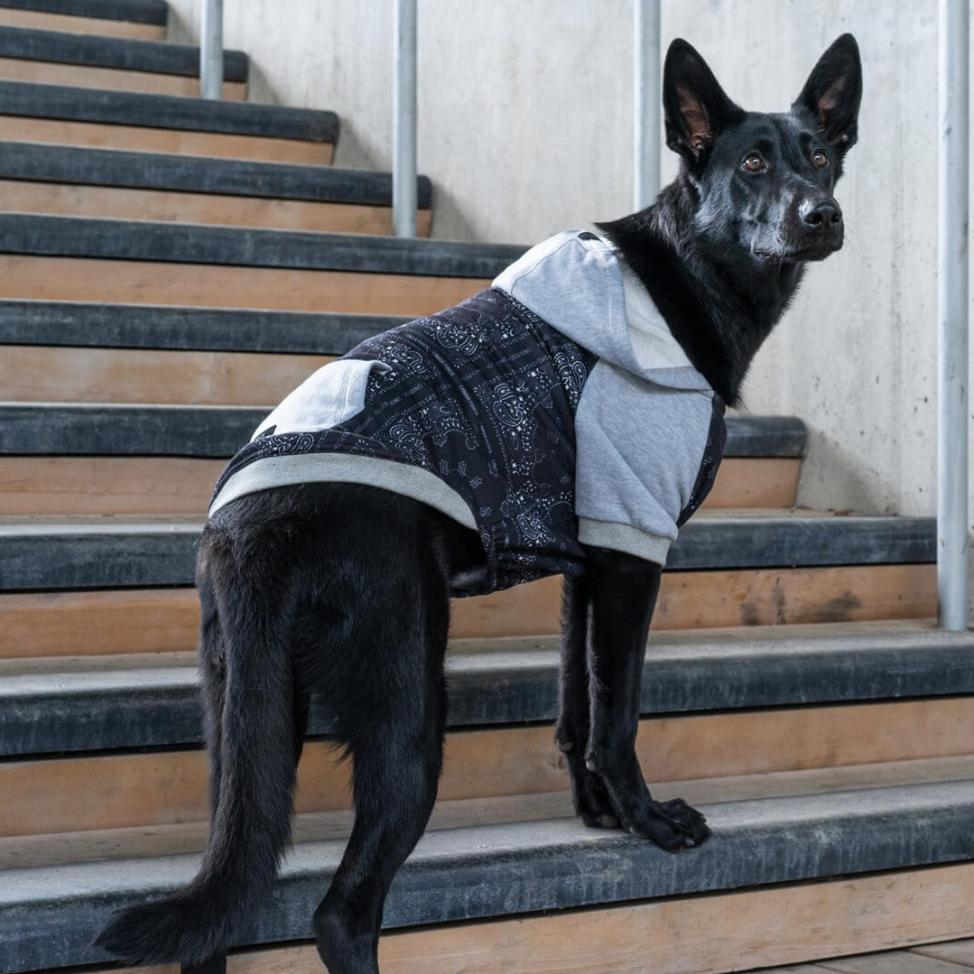 A Comprehensive Guide on How to Put a Hoodie on a Dog