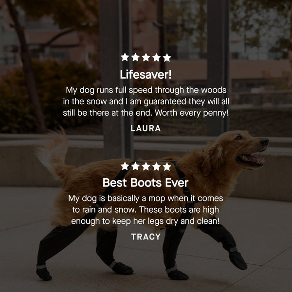 Image showcasing Suspender Dog Boots | Canada Pooch