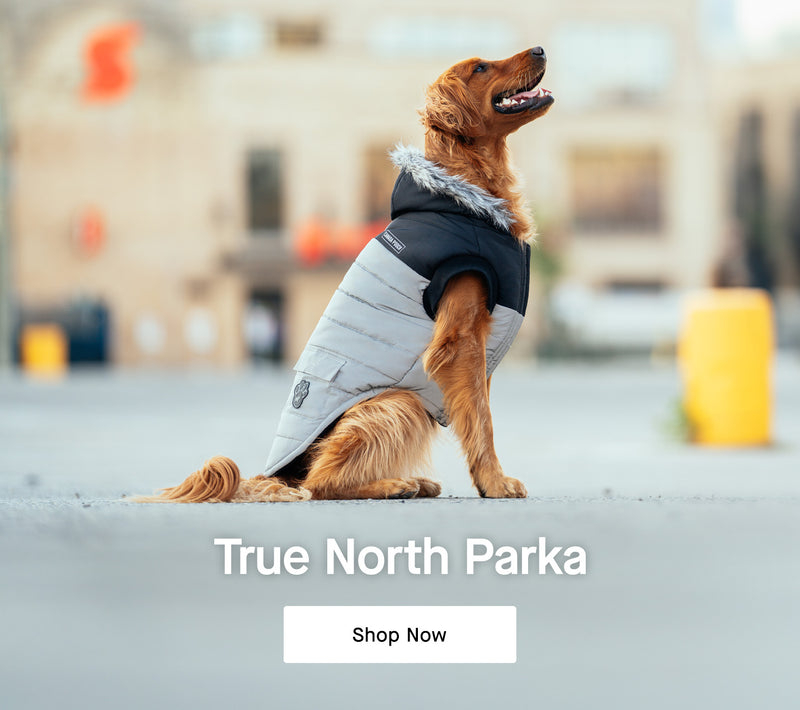Dog apparel online