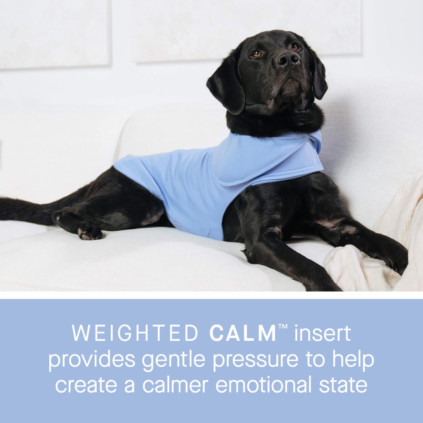 Weighted Blanket For Dogs - Canada Pooch