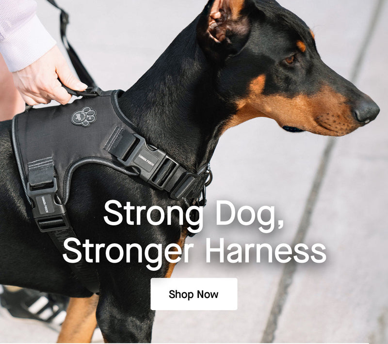 Dog wearing the Complete Control Harness Canada Pooch