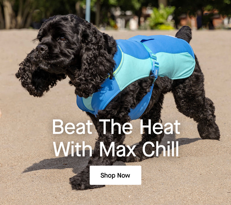 Dog wearing the Max Chill Cooling Vest from Canada Pooch