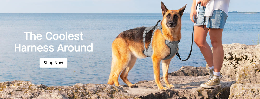 Dog wearing the Max Chill Cooling Harness from Canada Pooch