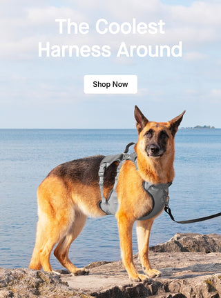 Dog wearing the Max Chill Cooling Harness from Canada Pooch