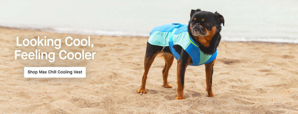 Dog wearing the Max Chill Cooling Vest from Canada Pooch