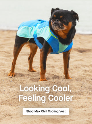 Dog wearing the Max Chill Cooling Vest from Canada Pooch