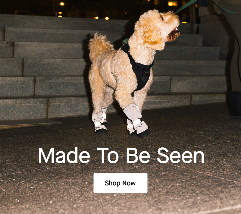 Dog wearing the reflective Soft Shield Boots from Canada Pooch