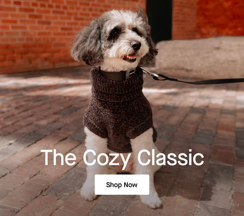 Dog wearing the Soho Sweater from Canada Pooch