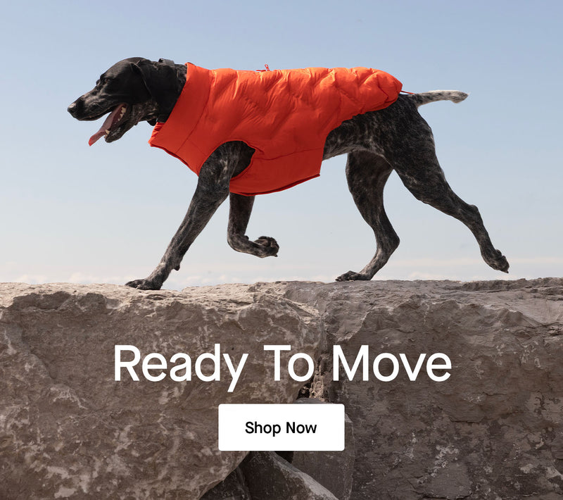 Dog wearing the Waterproof Sport Puffer from Canada Pooch