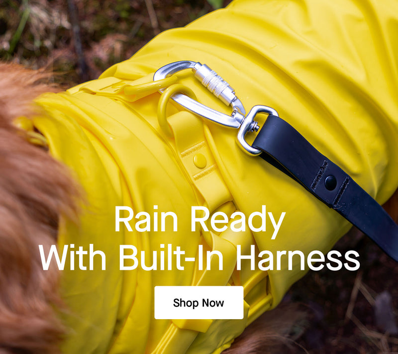 Dog wearing the Harness Raincoat from Canada Pooch