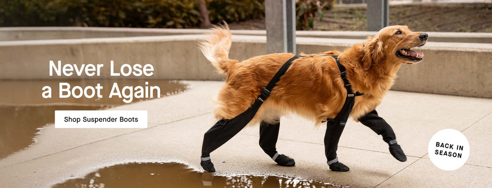 Dog wearing the Suspender Boots from Canada Pooch