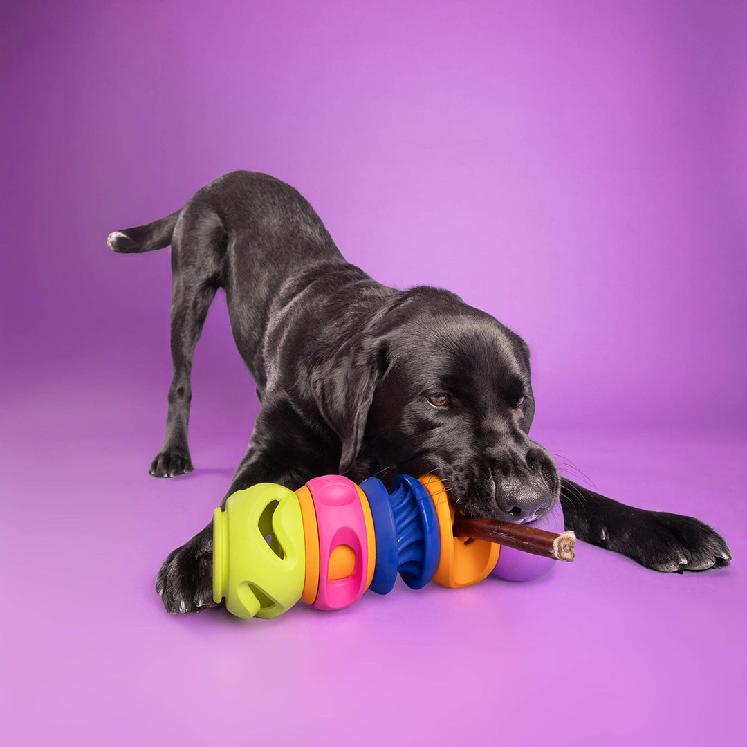 The Full Stack Dog Enrichment Bundle | Canada Pooch