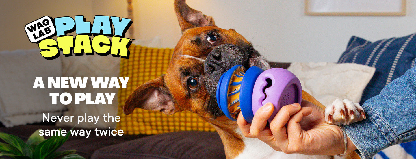 Dog playing with PlayStack toys from WAGLAB