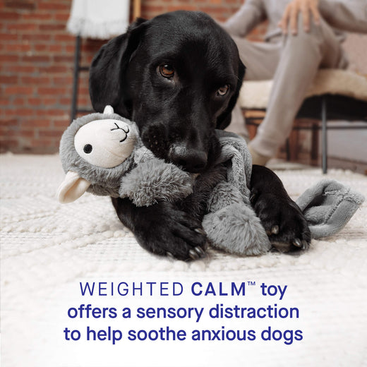 10 calming toys to entertain anxious dogs