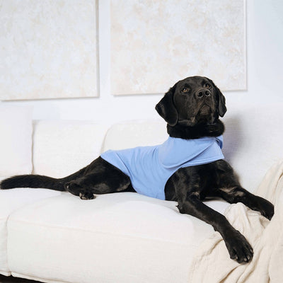 Cdar Pet Sanitary Pants,Dog Accessories Pet Dog Lace Panties,Cute Pupp –  KOL PET