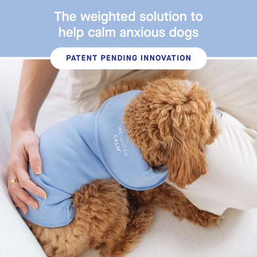 How to Calm an Anxious Dog: Proven Tips for Instant Relief