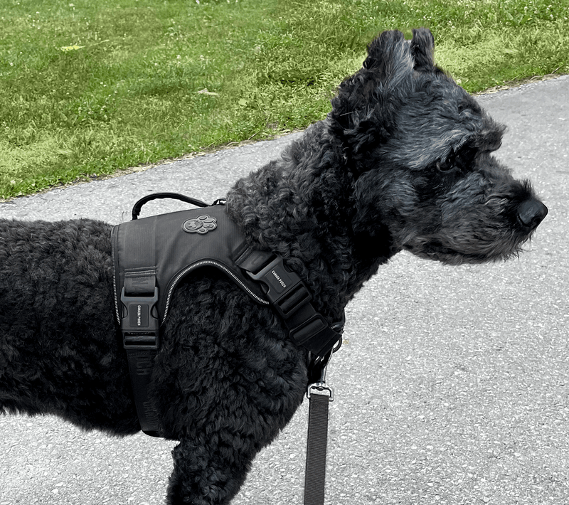 Complete Control Harness Best No Pull Harness Canada Pooch