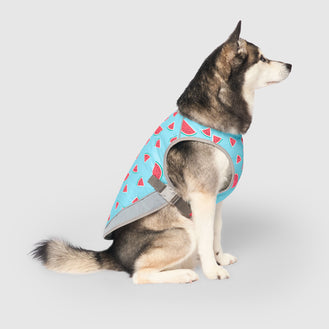 Chill Seeker Cooling Vest in Watermelon, Canada Pooch Dog Cooling