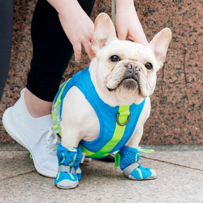 Chill Seeker Cooling Harness in Blue Green, Canada Pooch Dog Boots|| color::blue-green|| size::16|| name:: Hazel the French Bulldog|| weight::25