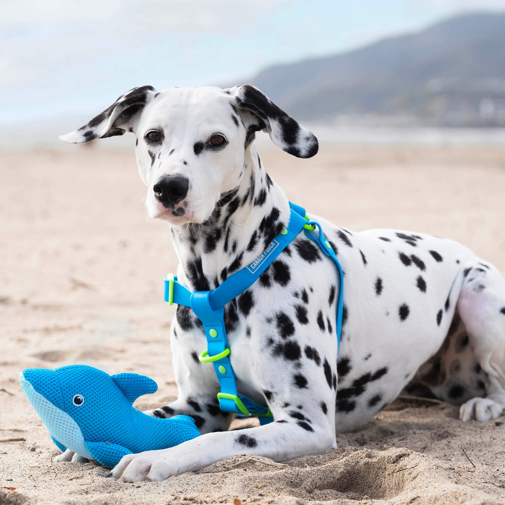 Cooling Pals - Dog Cooling Toys | Canada Pooch