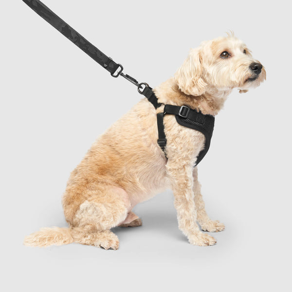 Easy-On Step-In Harness, Canada Pooch Dog Harness|| color::black||size::M|| name:: Max the Westiepoo|| weight::20