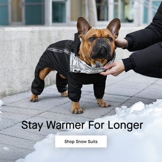 Dog wearing the Snow Suit from Canada Pooch in black