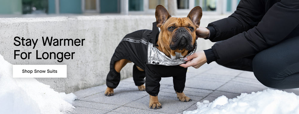 Dog wearing the Snow Suit from Canada Pooch in black