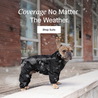 Dog wearing Canada Pooch Snow Suit in Black