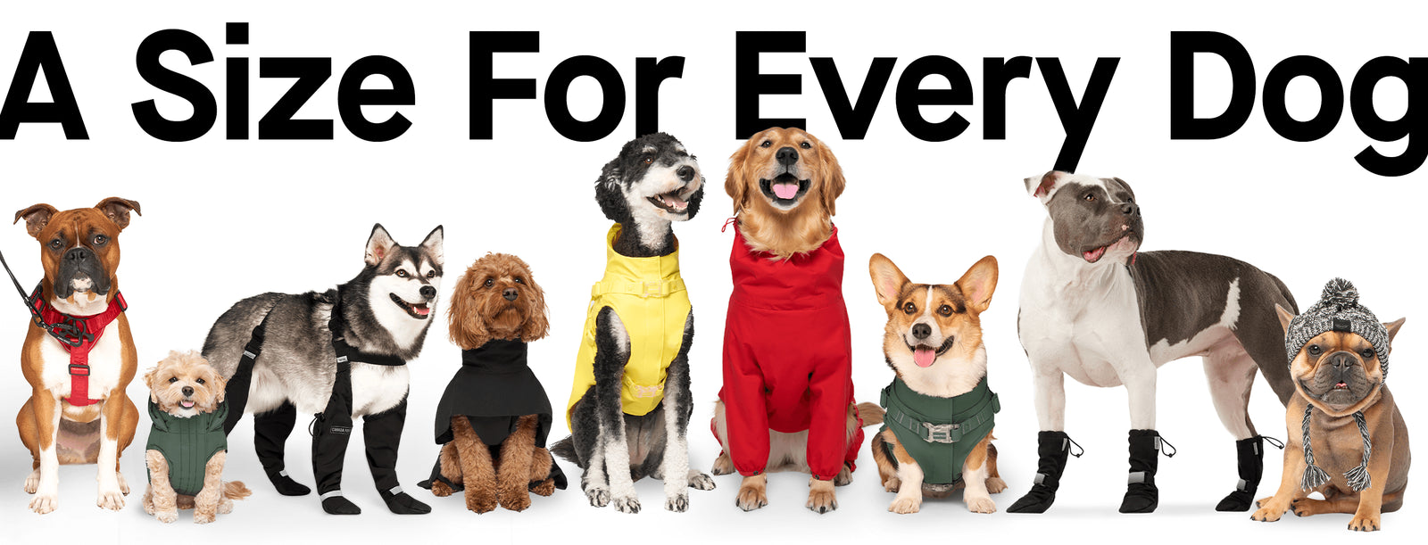 A Size For Every Dog