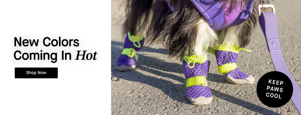 Dog wearing the Hot Pavement Boots from Canada Pooch in Purple Green