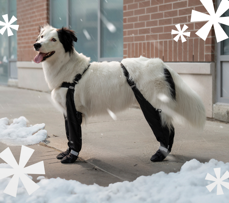 Dog wearing Canada Pooch Suspender Boots in black with snow