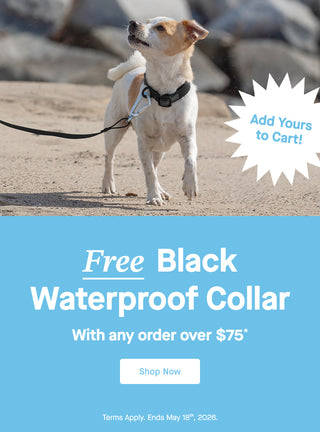 Dog wearing the black Waterproof Collar from Canada Pooch