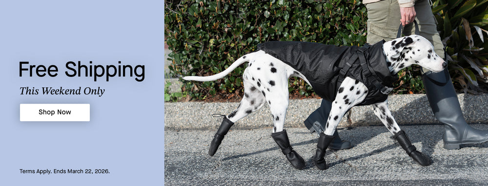 Dalmatian dog wearing the black Harness Raincoat and Waterproof Rain Boots from Canada Pooch
