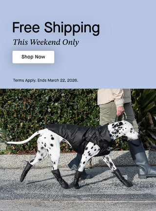 Dalmatian dog wearing the black Harness Raincoat and Waterproof Rain Boots from Canada Pooch