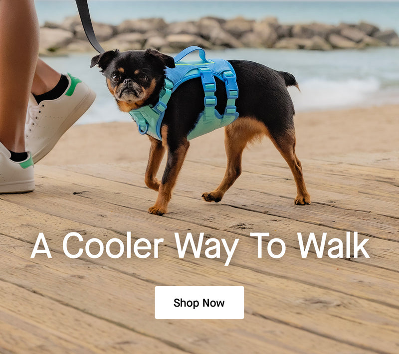 Dog wearing the Max Chill Cooling Harness from Canada Pooch