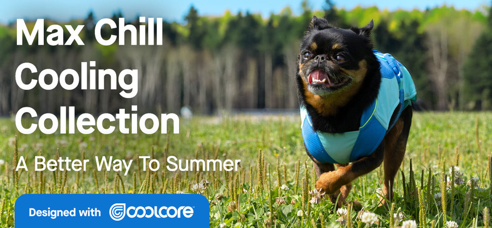Small dog wearing the Max Chill Cooling Vest in blue