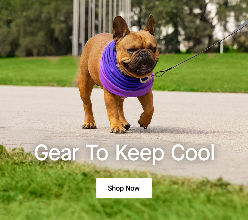 Dog wearing the Max Chill Cooling Snood from Canada Pooch