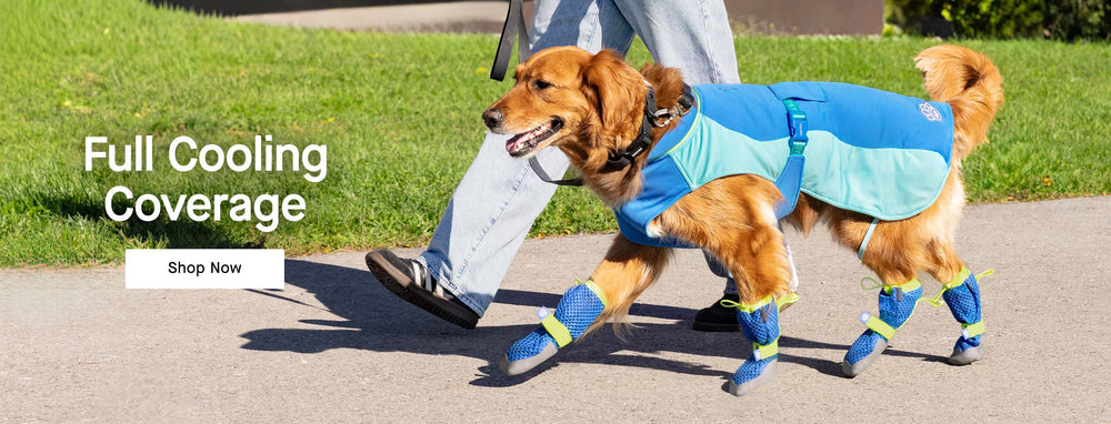Dog wearing the Max Chill Cooling Vest and Hot Pavement Boots from Canada Pooch